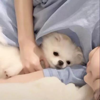 另一半不是人的情侣头像,高清可爱的情侣头像一半动物一半人图片