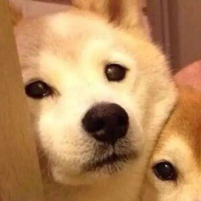 情侣头像可爱萌宠一左一右超萌图片
