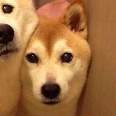 情侣头像可爱萌宠一左一右超萌图片