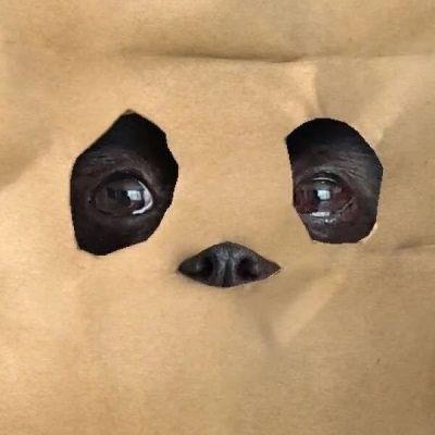 情侣头像可爱萌宠一左一右超萌图片