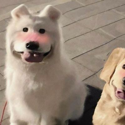 情头可爱超甜萌宠 一对两张的高清情侣头像萌宠搞怪可爱好看图片