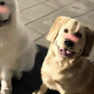 情头可爱超甜萌宠 一对两张的高清情侣头像萌宠搞怪可爱好看图片