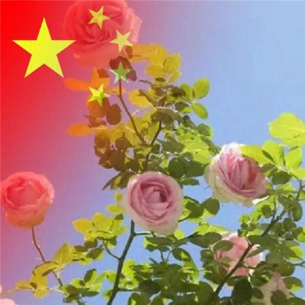 花开富贵头像图片大全 微信