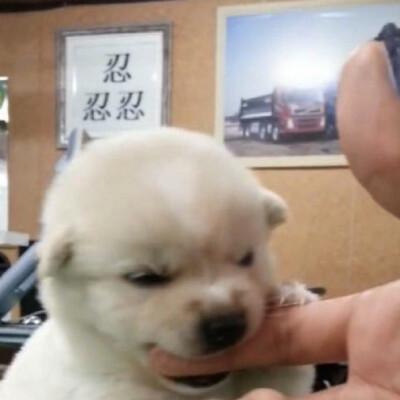 可爱小动物头像呆萌，呆萌指数爆表！