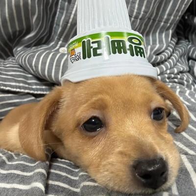 可爱小动物头像呆萌，呆萌指数爆表！