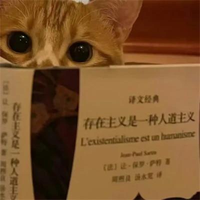 可爱小动物头像呆萌，呆萌指数爆表！
