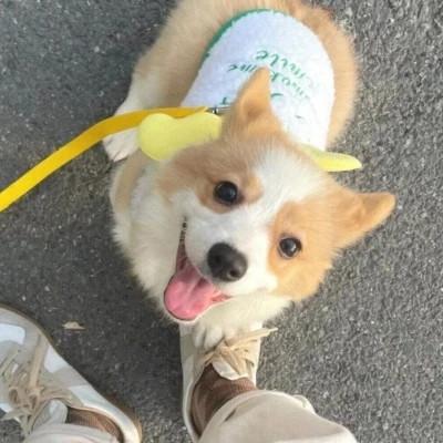 可爱小动物头像呆萌，呆萌指数爆表！