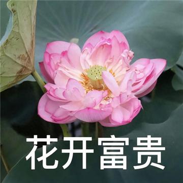 中老年头像微信头像荷花带字