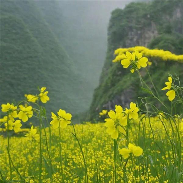 美丽的油菜花田风景头像图片，非常逼真和美丽