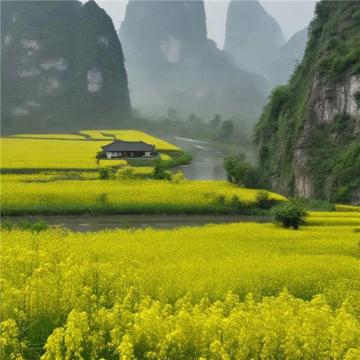 美丽的油菜花田风景头像图片，非常逼真和美丽