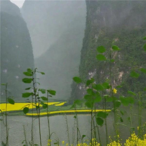 美丽的油菜花田风景头像图片，非常逼真和美丽