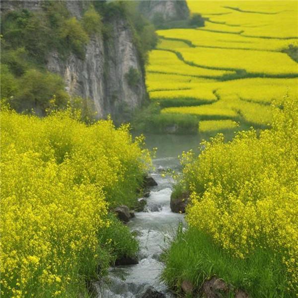 美丽的油菜花田风景头像图片，非常逼真和美丽