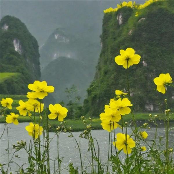 美丽的油菜花田风景头像图片，非常逼真和美丽